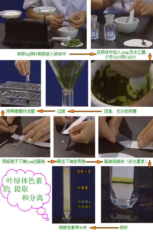 叶绿体色素提取实验